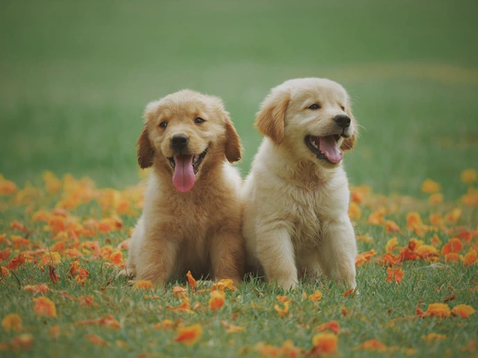 Vier Internationale Puppydag met een puppydekbedovertrek!